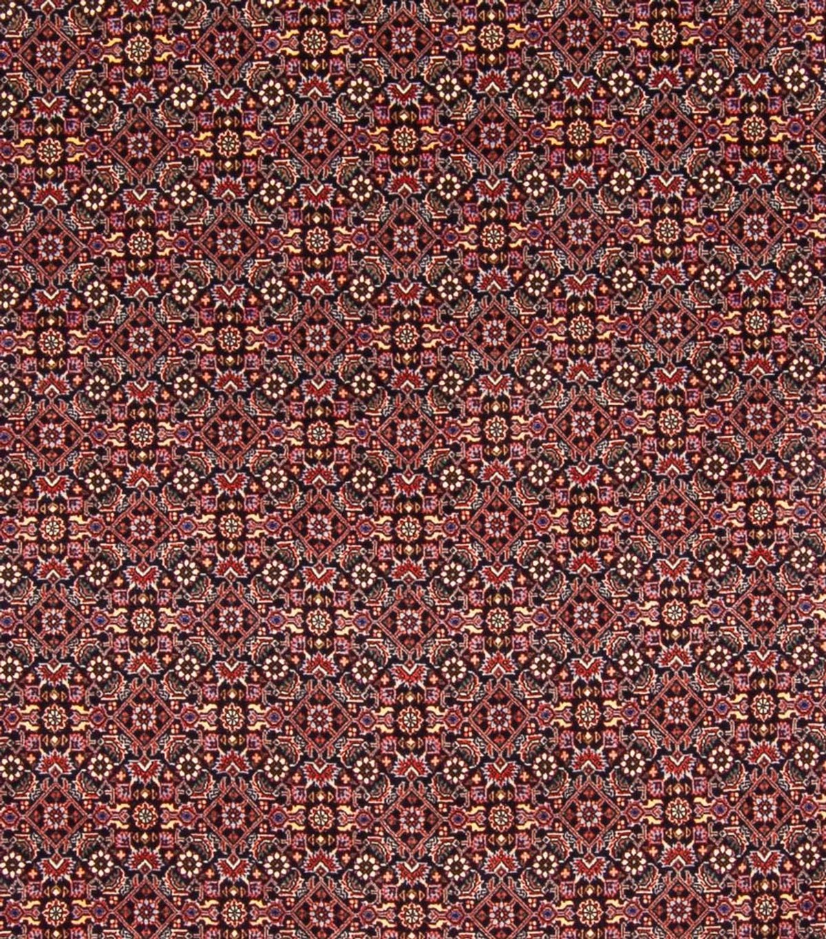 Perserteppich - Bidjar - Royal - 337 x 260 cm - dunkelblau