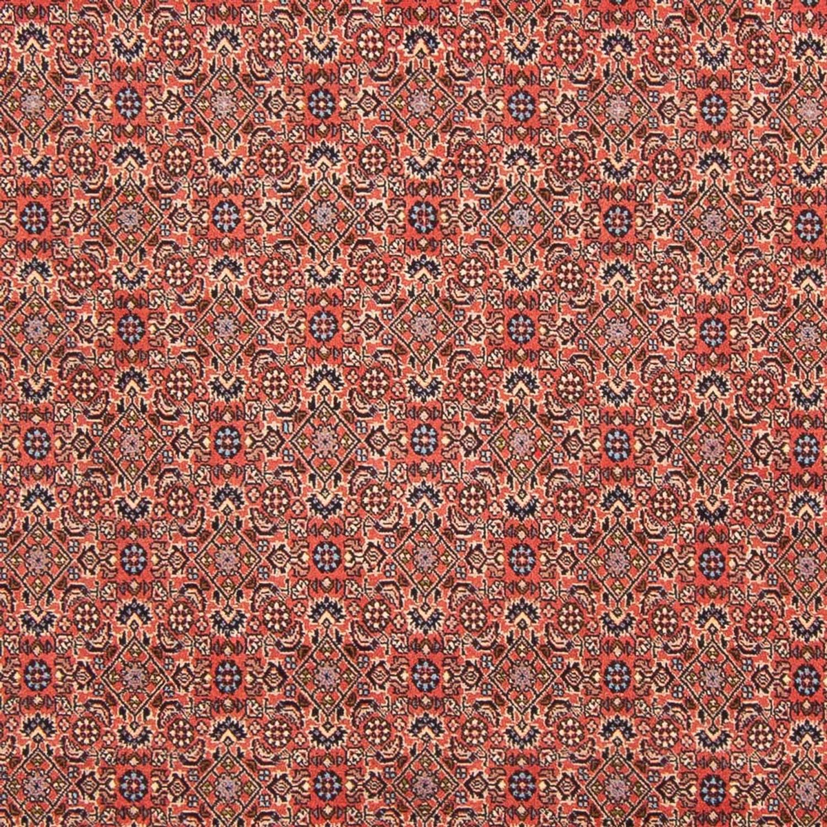 Perserteppich - Bidjar - Royal - 298 x 196 cm - rot
