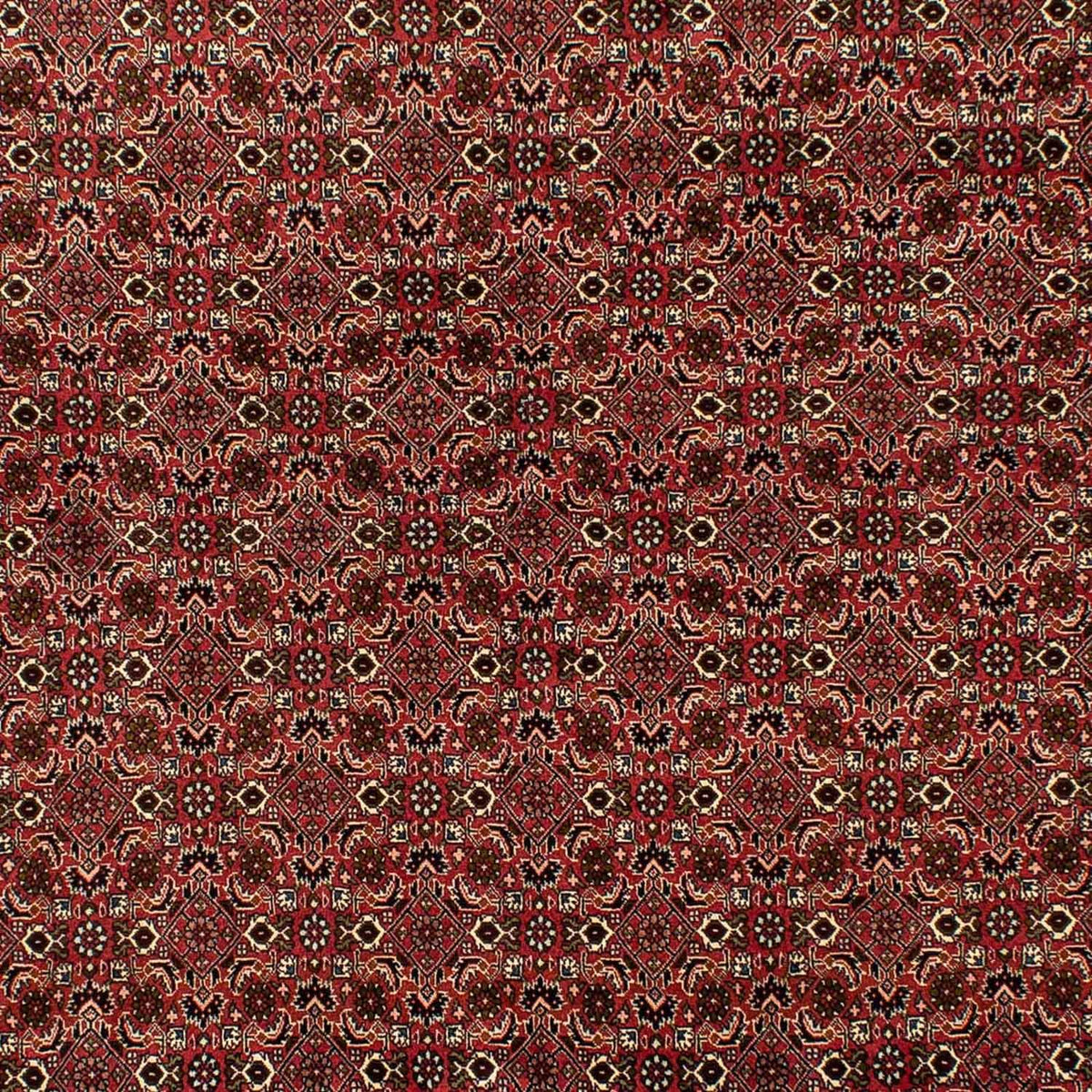 Perserteppich - Bidjar 284 x 202 cm