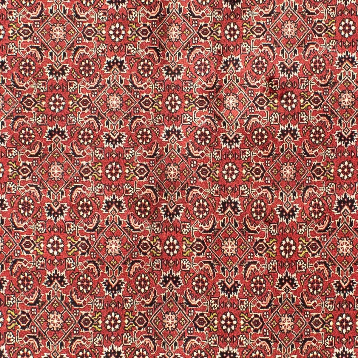 Perserteppich - Bidjar 205 x 141 cm