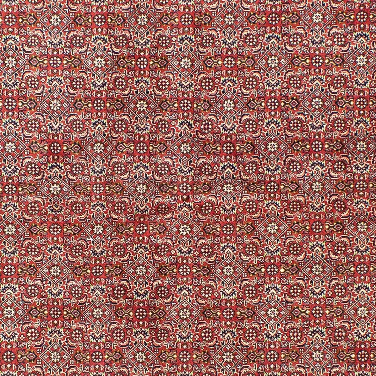 Perserteppich - Bidjar 245 x 170 cm