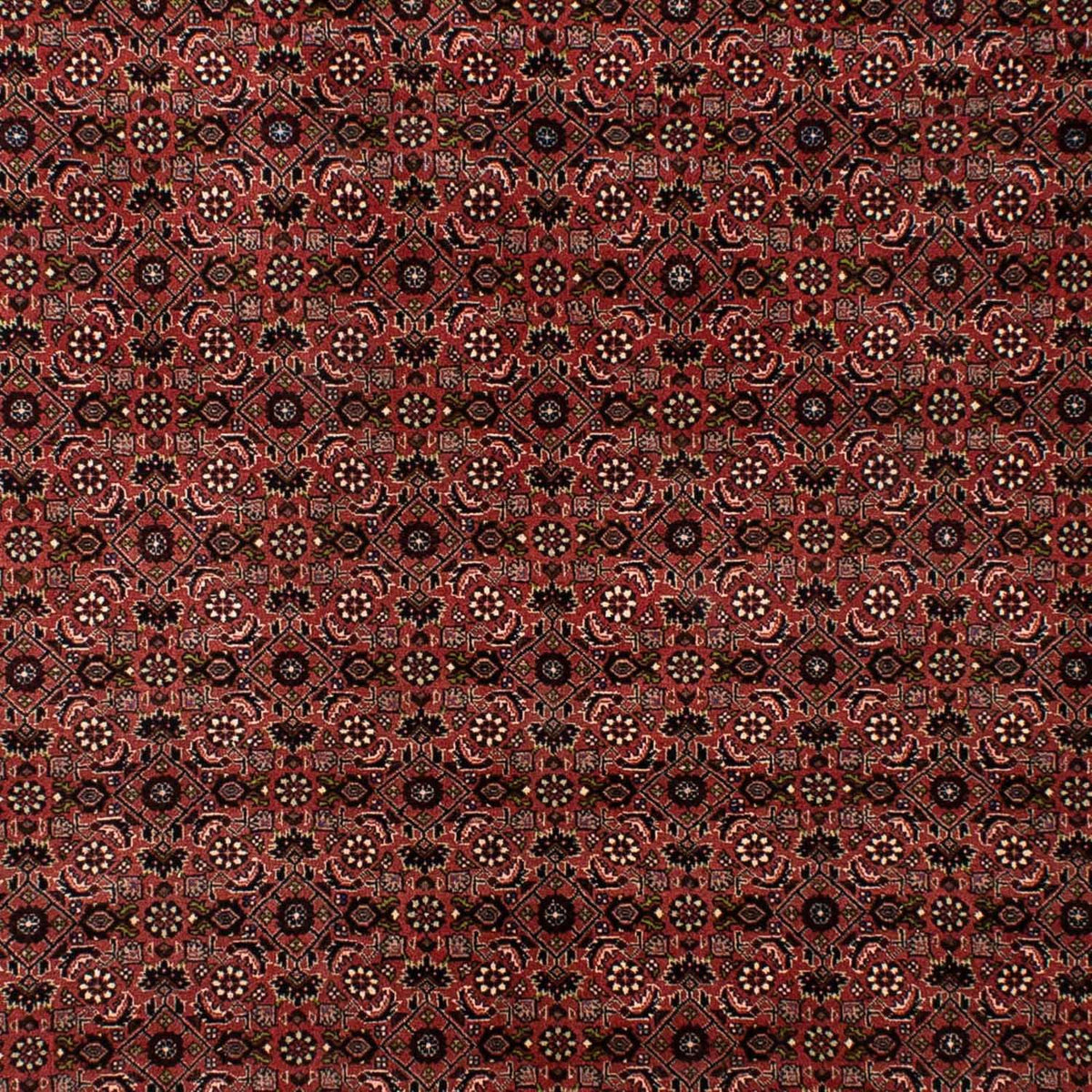Perserteppich - Bidjar 295 x 196 cm