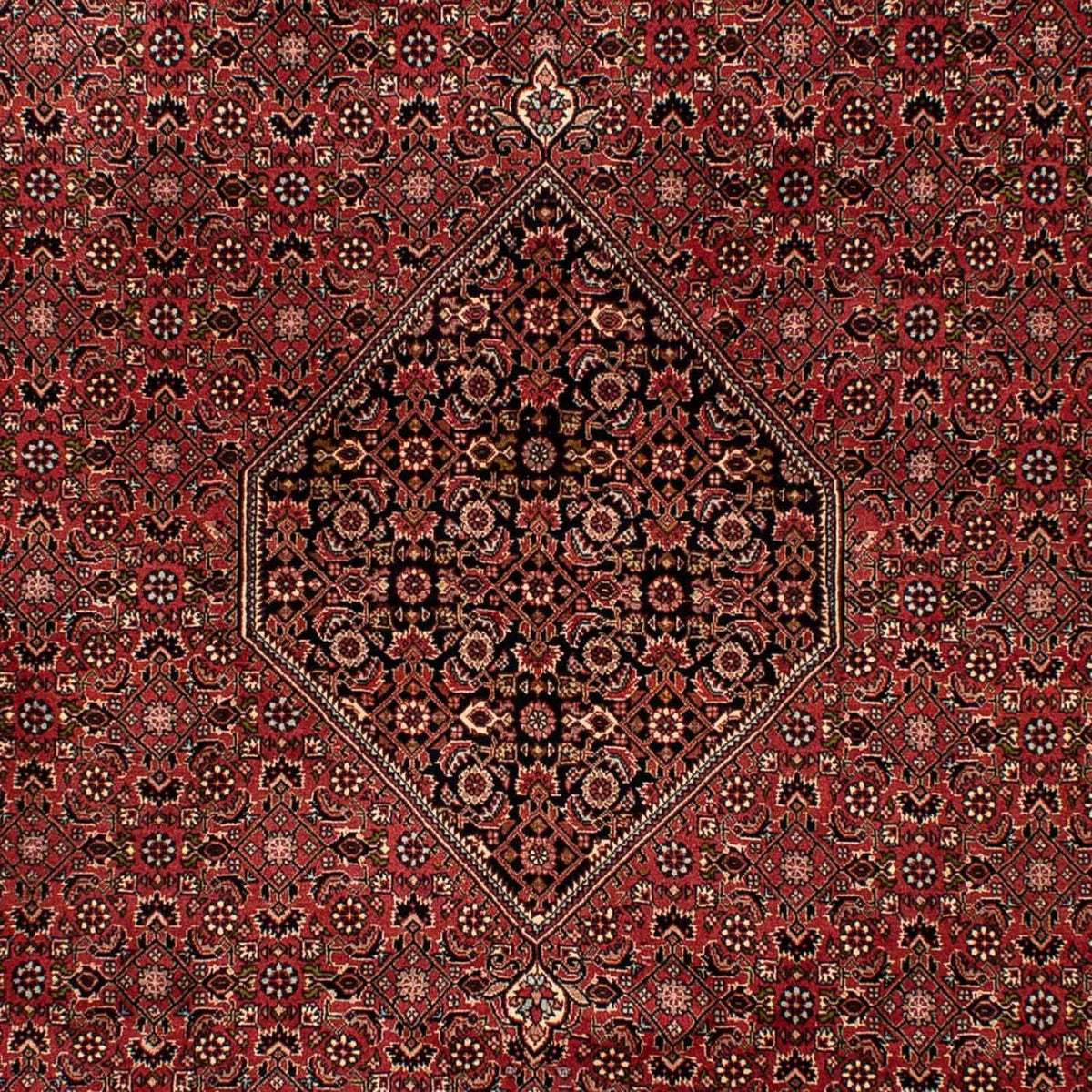 Perserteppich - Bidjar 300 x 202 cm