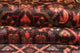 Perserteppich - Nomadic 308 x 75 cm