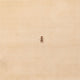 Gabbeh Teppich - Softy - 250 x 200 cm - beige