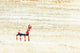 Gabbeh Teppich - Loribaft Perser 350 x 234 cm