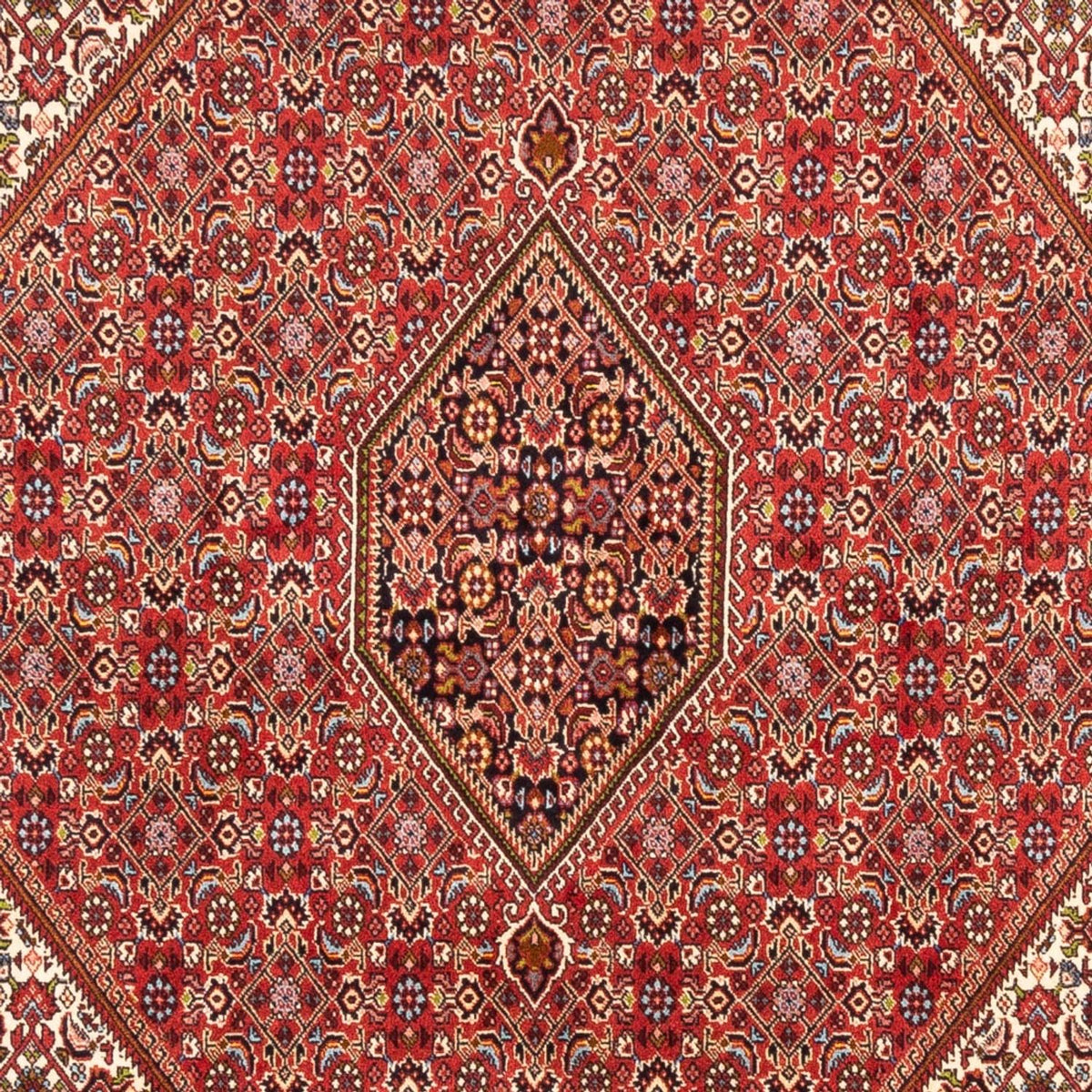 Perserteppich - Bidjar - Royal - 247 x 172 cm - rot