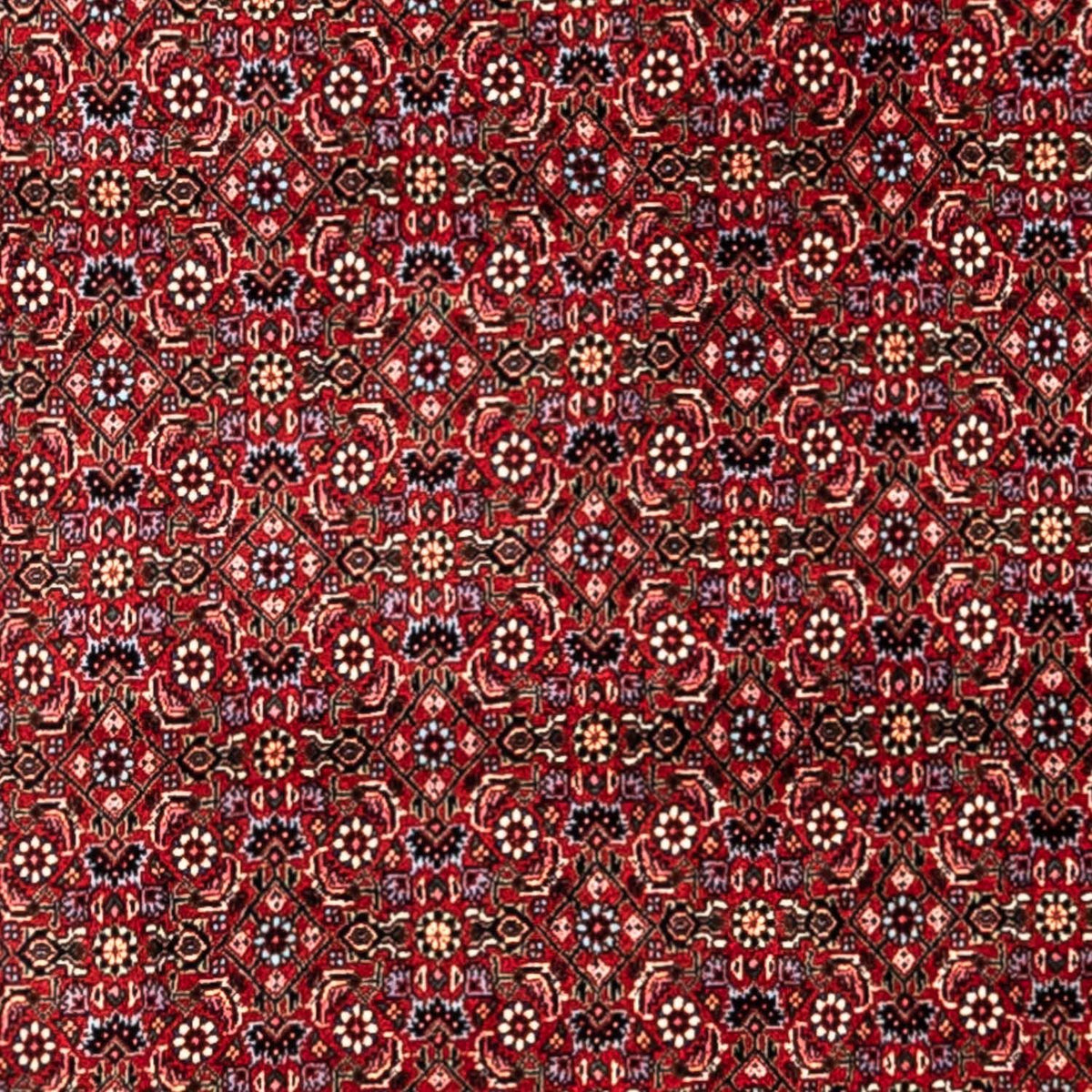 Perserteppich - Bidjar - Royal 331 x 254 cm - rot