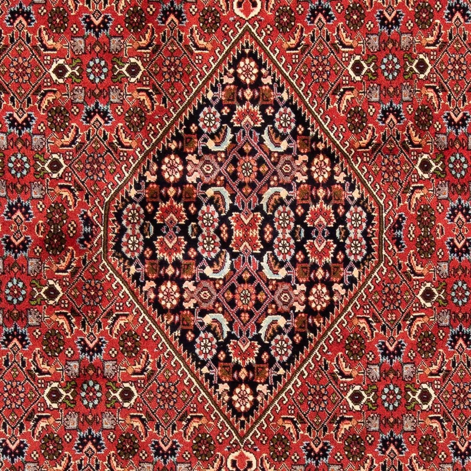 Perserteppich - Bidjar 247 x 169 cm