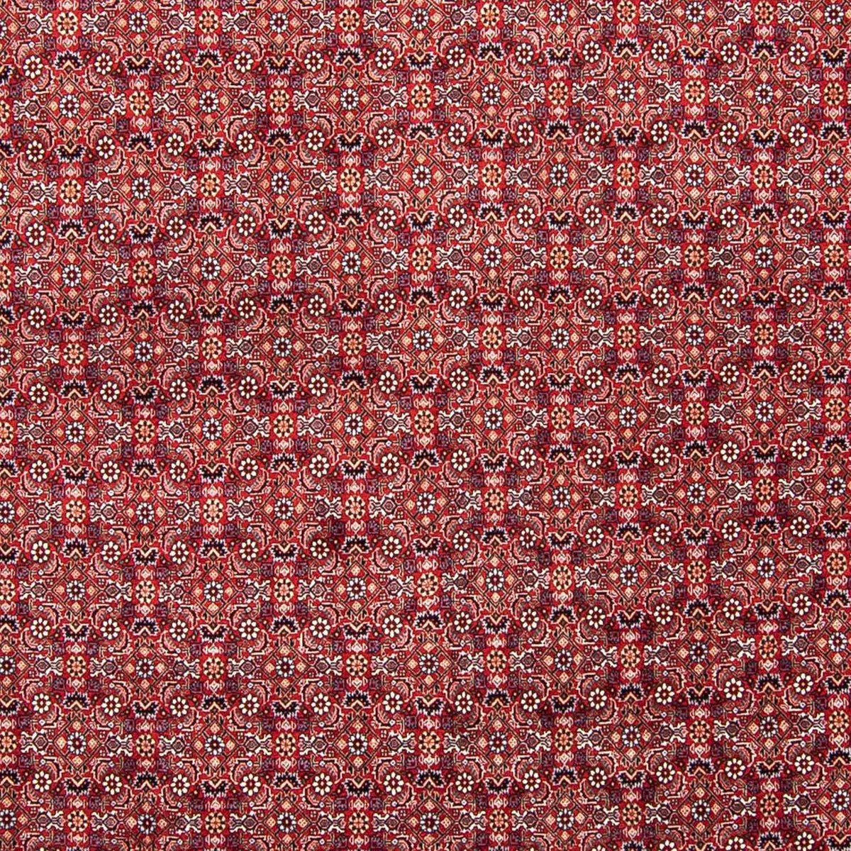 Perserteppich - Bidjar 347 x 248 cm