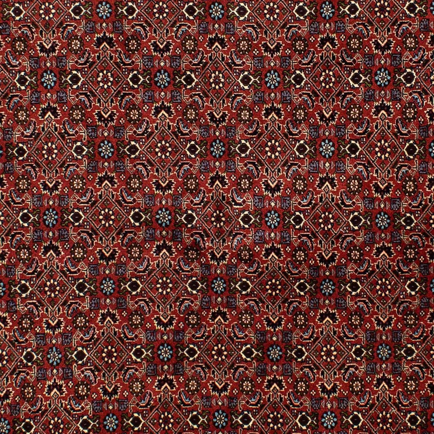 Perserteppich - Bidjar 246 x 172 cm