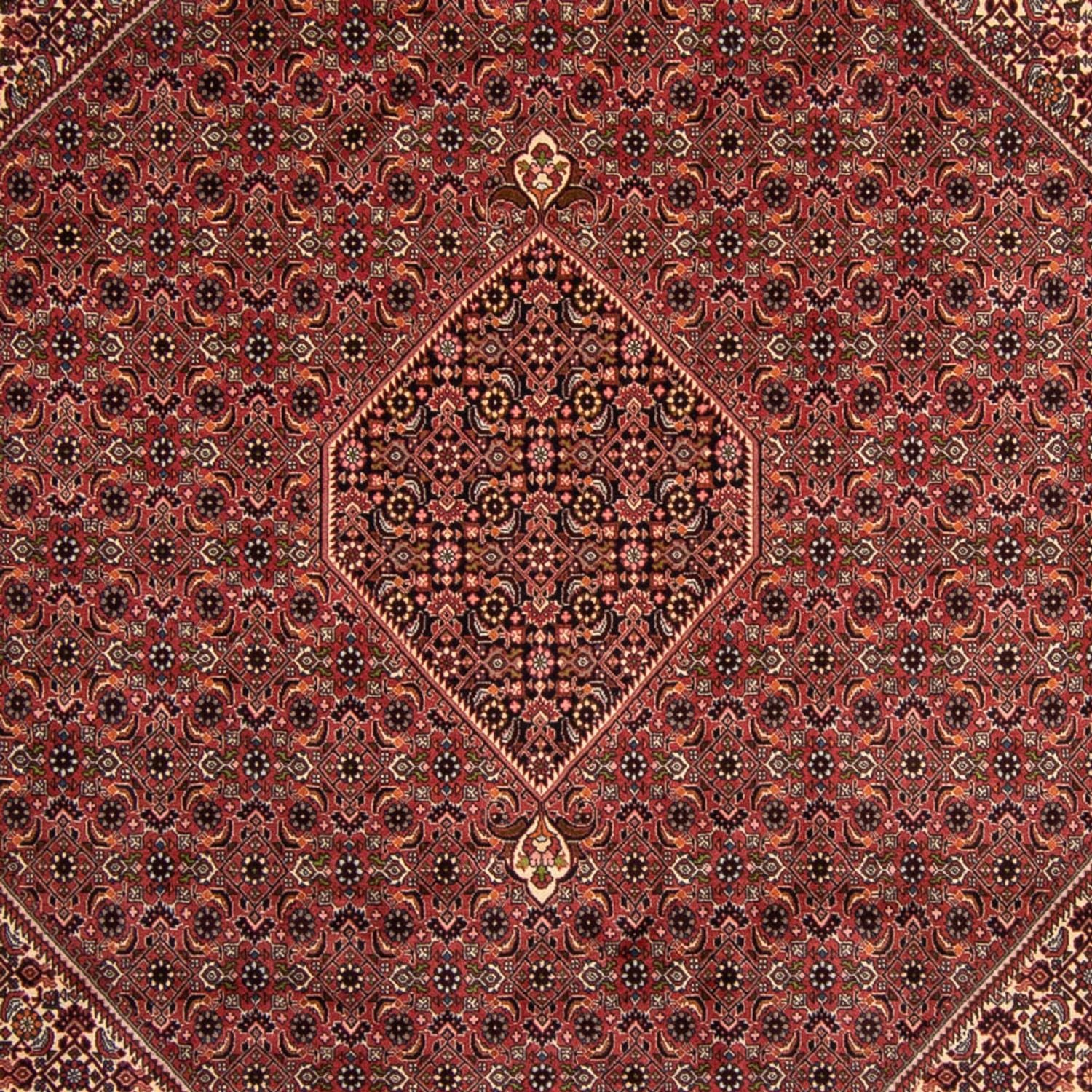 Perserteppich - Bidjar 338 x 248 cm