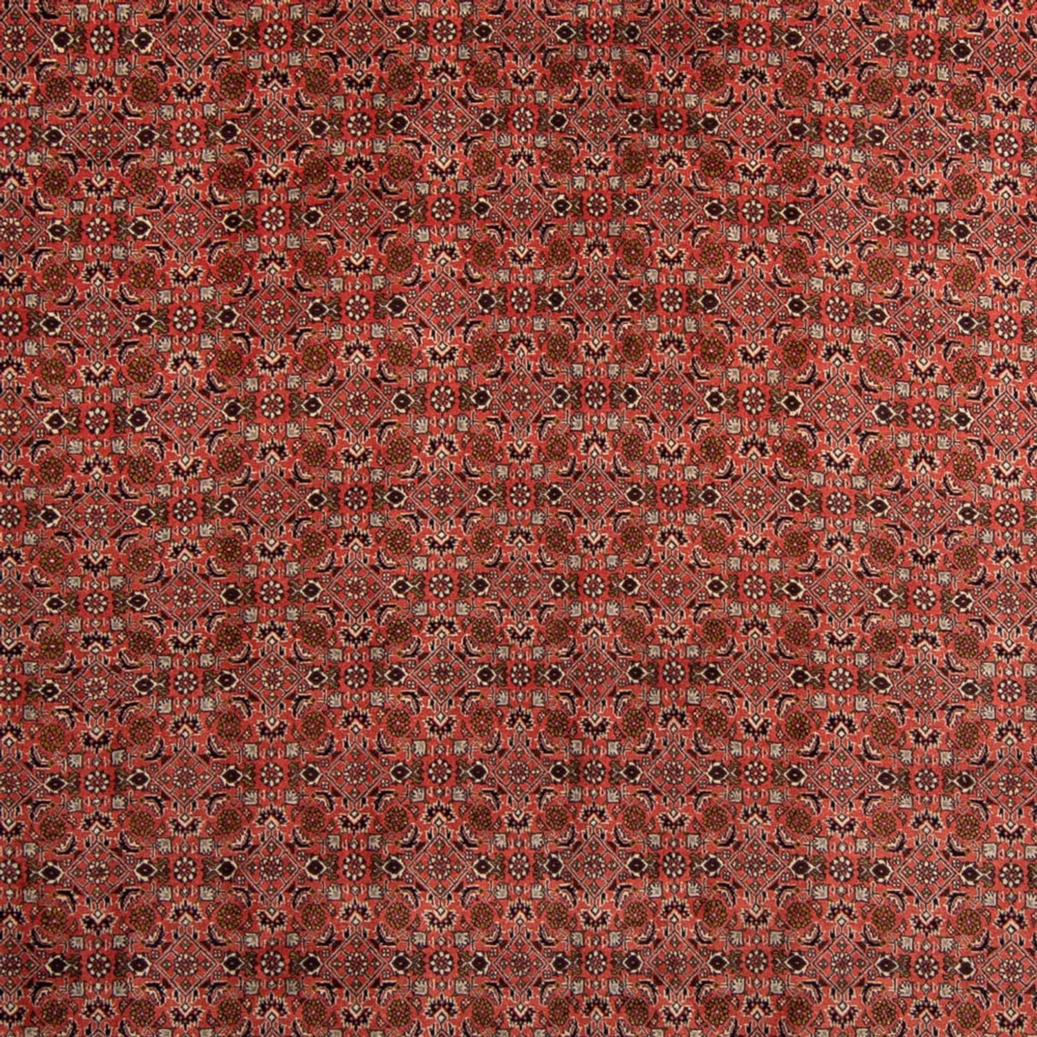 Perserteppich - Bidjar 357 x 248 cm