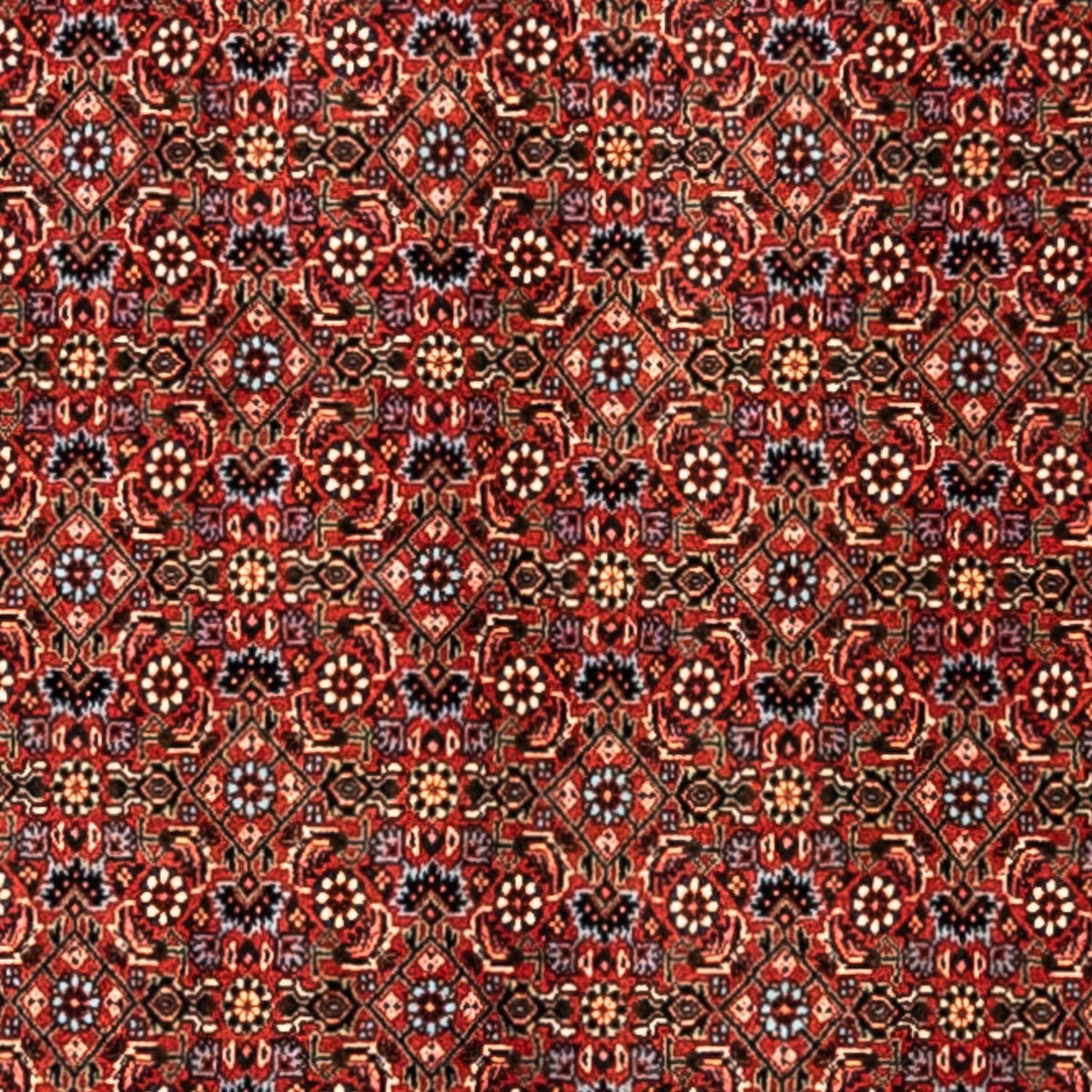 Perserteppich - Bidjar - Royal 363 x 248 cm - rot