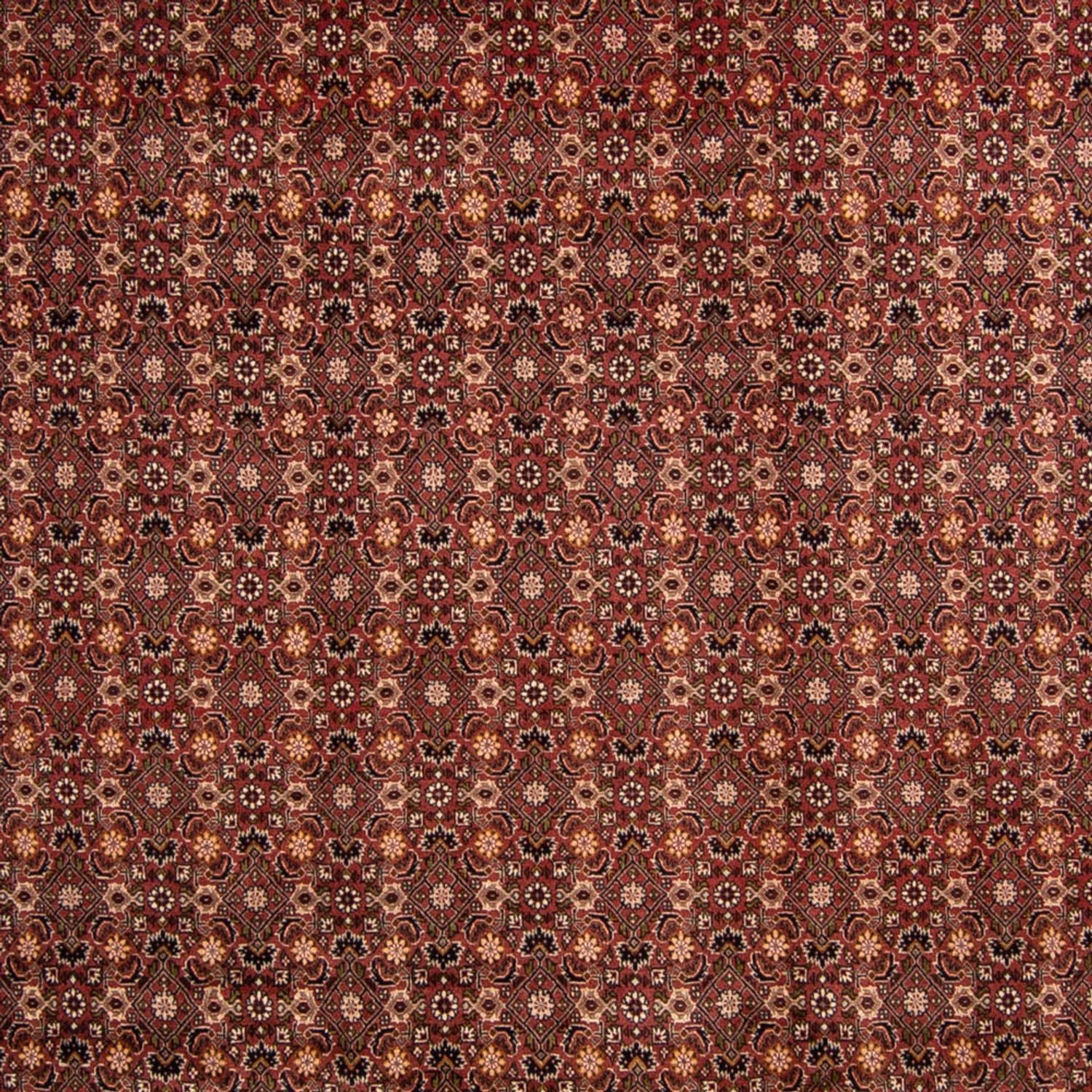 Perserteppich - Bidjar 352 x 252 cm