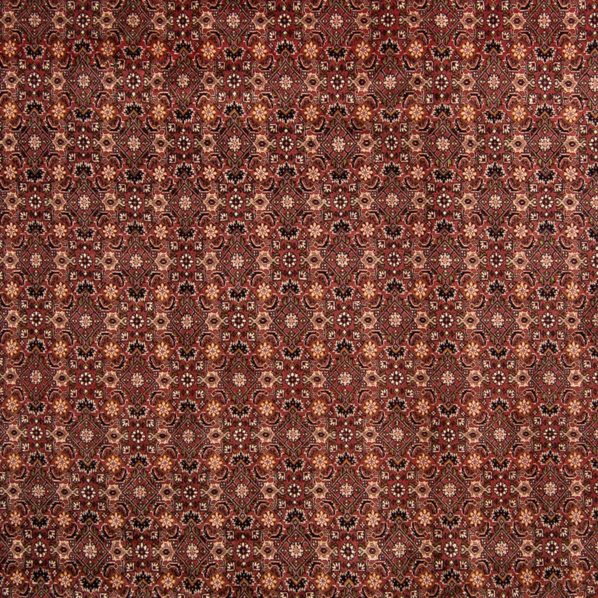 Perserteppich - Bidjar 352 x 252 cm