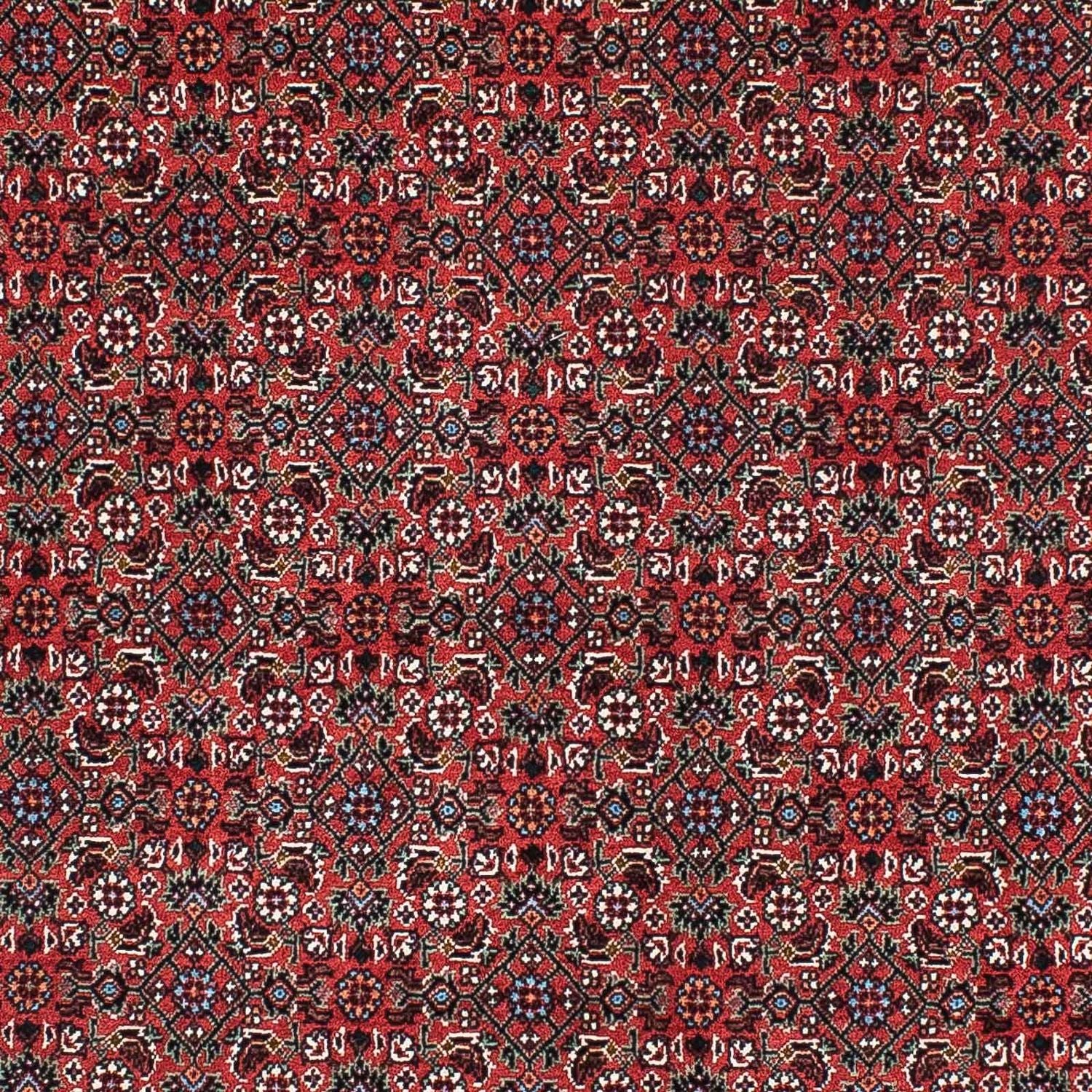 Perserteppich - Bidjar - Royal 204 x 99 cm