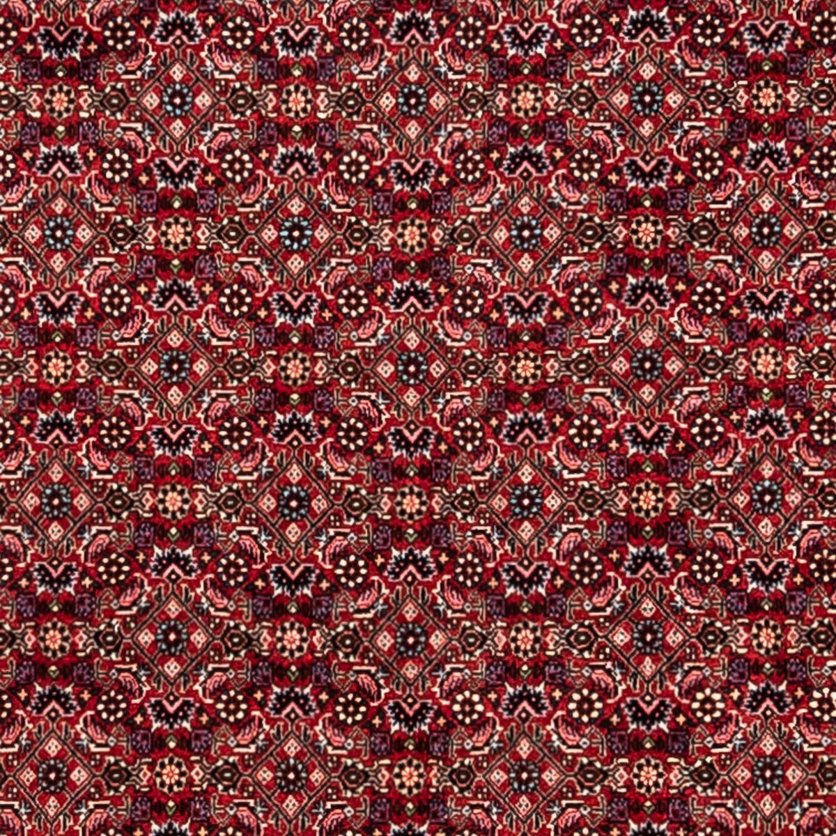 Perserteppich - Bidjar - Royal 337 x 252 cm - rot