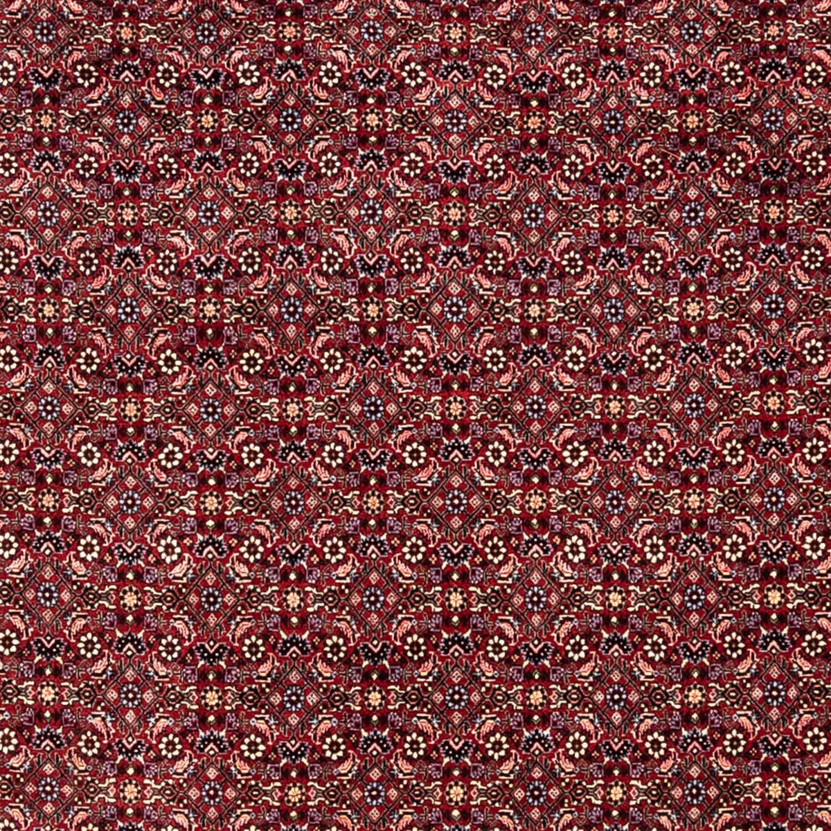 Perserteppich - Bidjar - Royal 349 x 250 cm - rot