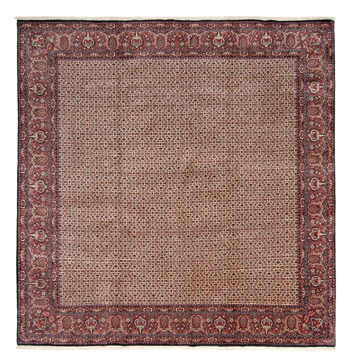 Perserteppich - Bidjar - Royal quadratisch  - 366 x 348 cm - beige